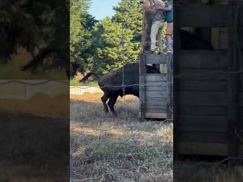Rewilding: primeiros bisontes em Portugal