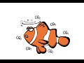Nemo's Journey and Ocean Challenges