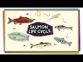 Salmon Life Cycle and Behavior