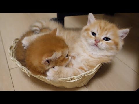 Kittens Pom and Pino sleep crammed together in a small basket.