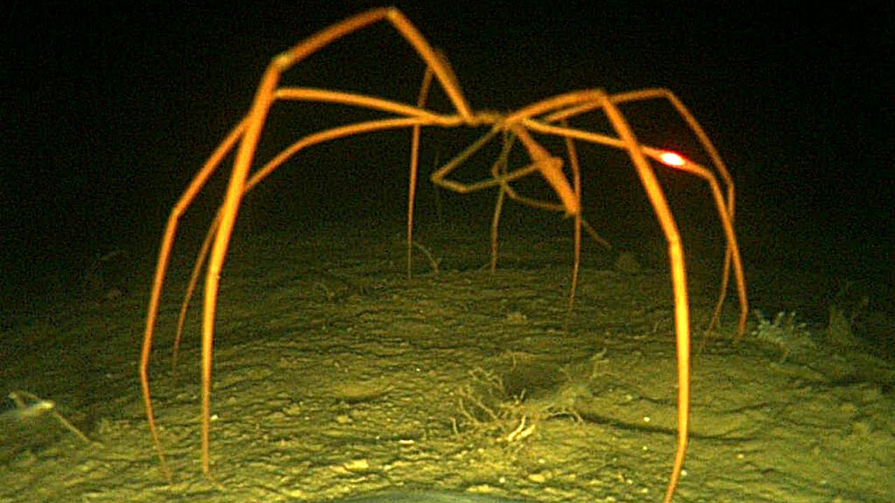 10 Terrible Deep Sea Creatures You’ve Never Met