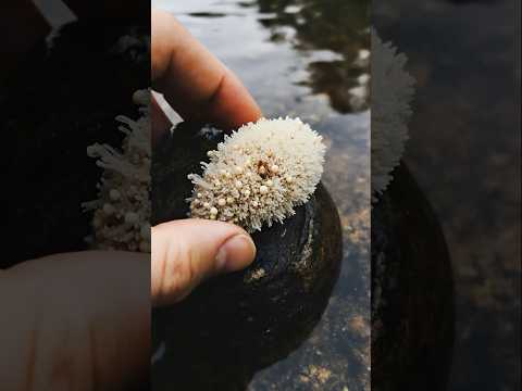 Pearl Thistle Slug - a mossy tuft until touched—then a swimmer.