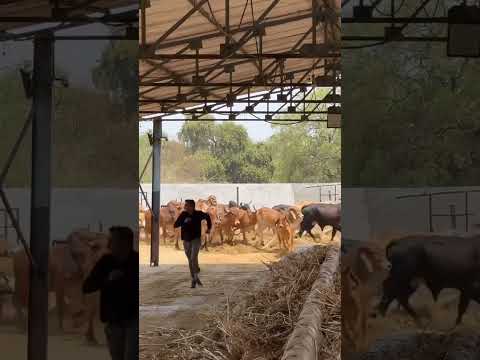 Bambholle♥️🍉🙏#shravanseva#trending#viralvideo#shorts#youtubeshorts#cow #vardan #bhole