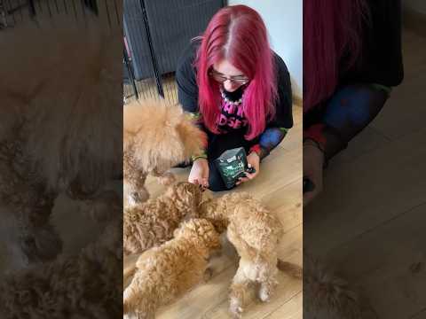 MÓJ NOWY PIESEK 😍🐩