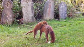 Fox Cubs Playing With Big Sister