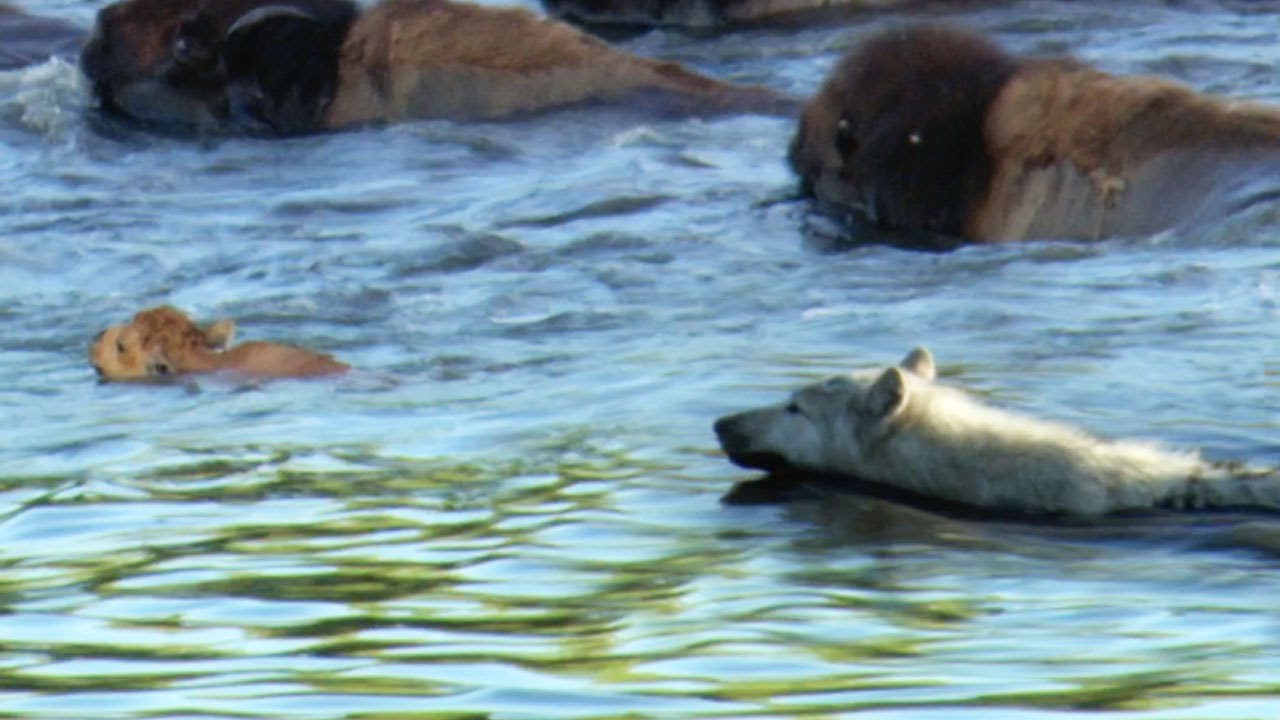 Buffalo Protects Calf From a Wolf BBC Earth