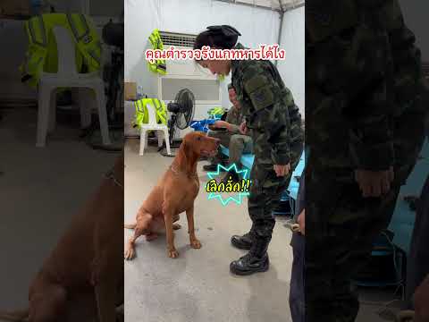 โดนตำรวจคุกคามในขณะปฏิบัติหน้าที่ แจ้งความได้มั้ยค้าบบบ 🤣 #rescuedog #sardog #k9 #ทหารหญิง k9ตำรวจ