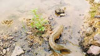 Net fishing videos, Unbelievable river season Catching net videos