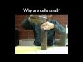 Understanding Why Cells Are Small