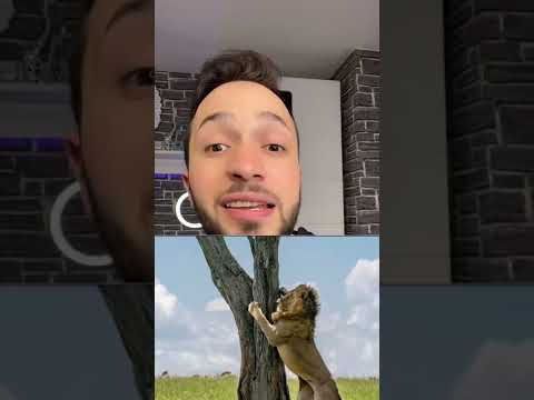 هل تعلم آن ملك الغابة الحقيقي ليس الأسد ؟😱 الإجابة صادمة!!😰