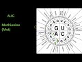 Protein Synthesis Translation Insights