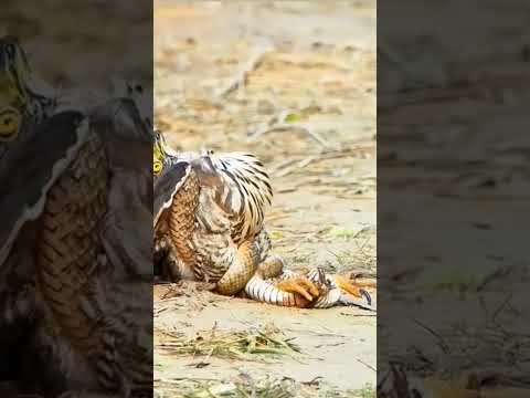 Eagle trapped in snake while eating