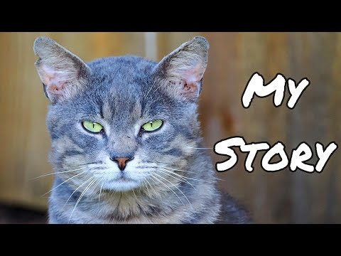 One Feral Cat's Story