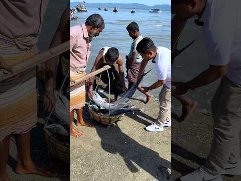 নাফ নদী থেকে জেলেদের ধরা বিশাল বিশাল মাছ #টেকনাফ #coxsbazar #shorts #viralshorts #shortvideo #viral