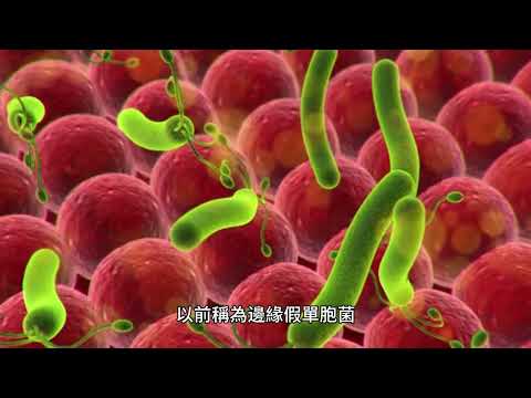 唐菖蒲伯克氏菌：致病和共生微生物 - YouTube(1:49)