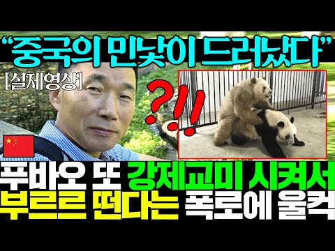 죽순먹던 푸바오 경련 이상현상 보이자 강제교미 증거 폭로한 수의사..초조한 중국..ㄷㄷ