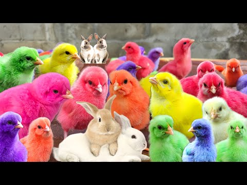 Catch Millions Of Colorful Feathered Chickens, Cute Chickens, Ducks, Rabbits, Cute Animals