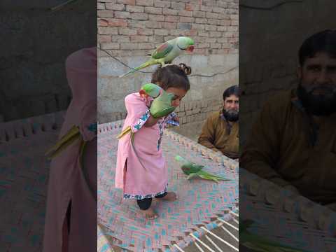 cute baby parrot #parrot #babyparrotកូនសេក