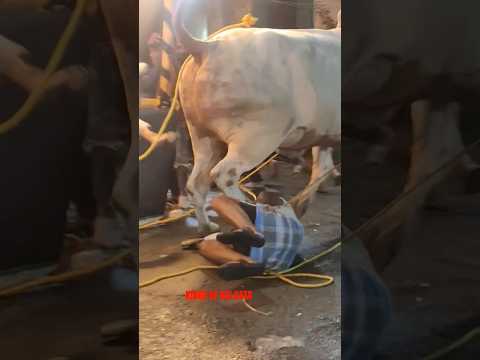 DANGEROUS BULL OF 2025 😲ATTACK AND DESTROY EVERYONE AT LADIES PARK #shorts #trending #viral #short