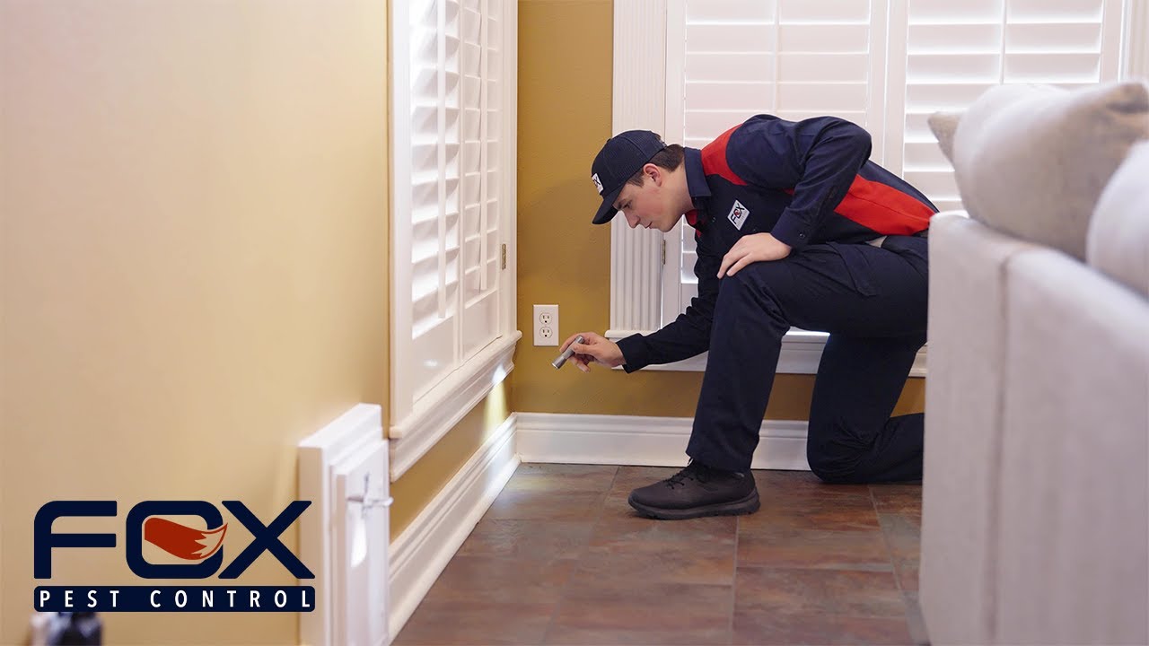 Why you should choose Fox Pest Control in Lubbock