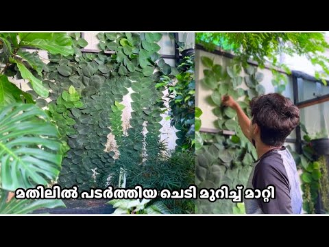 മതിലിൽ പടർത്തിയ ഹായി ചെടി കട്ട്‌ ചെയ്തു ✂️ | Raphidophora Hayi