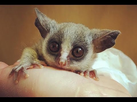 galago senegal bushbaby