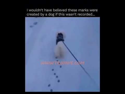 That was INTERESTING 😂 #dog #viral #animals #fyp