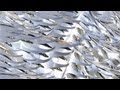 Thermo-Bimetals and Energy Efficiency