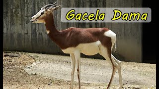La gacela dama o gacela o Mohor.