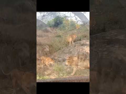 Intense Lion Attacks Caught on Camera – The Power of the King of the Jungle!