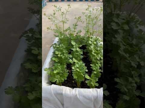 cultivo de coentro