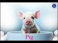 Câu hỏi về sở thích lợn