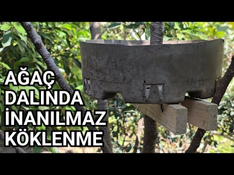 Bir Ağaç Varsa, On da Yavru Var Demektir