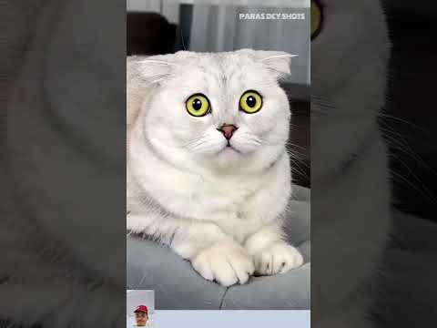Kitty😺डरी सफाई वाले पोंछे से😂#cat #cats