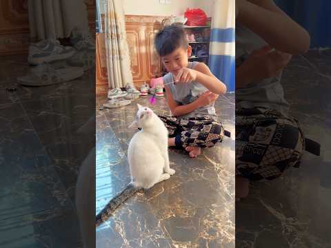 Cat or Phone ??? #catvideos #kitty #meow #catlover #cutecat #kitten #foryou #fypシ #shorts #pets
