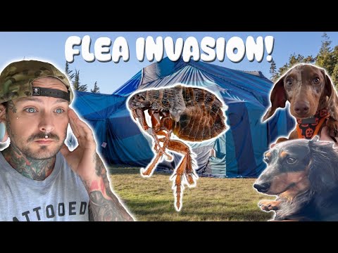 FLEAS ARE TAKING OVER THE RANCH!! WHAT DO I DO?!??!?!