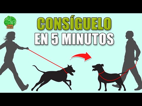 Ens茅帽ale a NO TIRAR ni JALAR de la CORREA (R谩pido y 100% Efectivo)