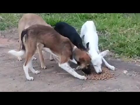 Olha o que aconteceu com esses cachorros abandonados no lixo