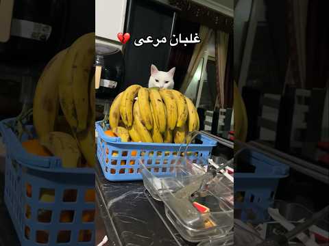 قط ظلمه اسمه 💔 #يوميات_مرعى_براو #cats #قطط #pets