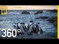 Penguin Conservation and Challenges