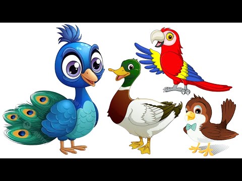 Birds for kids | Toddlers | Babies | Cute Birds | Duck Hug | Song | Rhymes | Kids | Kindergarten |KG