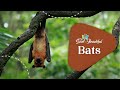 Understanding Bats and Their Importance