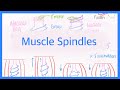 Muscle Spindles and Their Functions