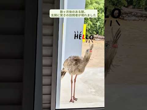 フェンスに絡まったアカアシセリエマの雛を救助した家族、そして...