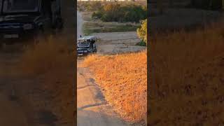 Hyena Slips in Panic After Spotting Lion