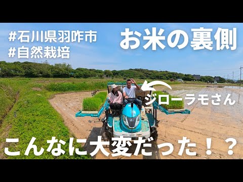 【お米問題】農家さんにお話しを聞きました