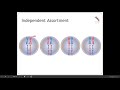 Meiosis Concepts and Genetic Variation