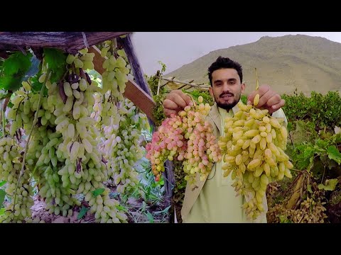 Kabul seedless grapes | Afghanistan | د شمالي انګور