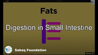Digestion in Small Intestine