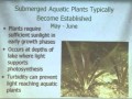 Aquatic Plants and Water Systems Impact